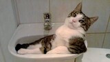 Funny CATS that I bet you can't hold your breathe laughing - Funny Pet Reaction