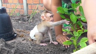 Adorable! Baby monkey Maki Very good boy help mom​ Growing crops In the morning before bathing