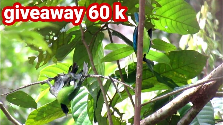 video giveaway 60 subcriber || mikat dibukit tinggi pasaman