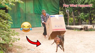 [Best Prank Dog] Super Huge Box vs Prank Dog - Happy Laugh 2021😅 😂 🤣