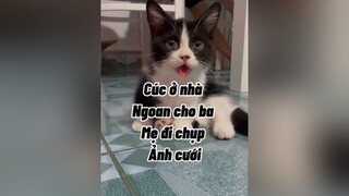 Ba me Cúc chụp ảnh cưới rồi ạ 😂😂 cat mèo dalat