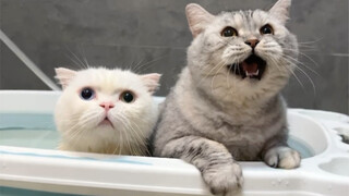用猫酒给猫咪洗澡会发生什么？