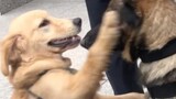 [Satwa] [Dog Person] Golden Retriever menggoda German Shepherd