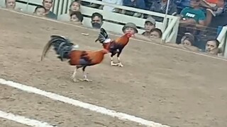 KELSO VS ROUND HEAD 110K PARADA NAKASAHAN 🐓🔥#SABONG LUCENA VS CANDELARIA #CHAMPION 2HITS ULUTANLCA