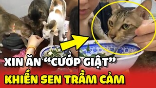 Hoàng Thượng XIN ĂN kiểu "CƯỚP GIẬT" khiến Sen muốn TRẦM CẢM 😂 | Yêu Lu