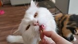 Breath bites for Cats hygiene || Clowder zone