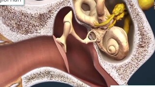 CÁ NHÀ TÁNG KHỔNG LỒ - TÁNG VỠ MỒM MEGALODON THỐNG TRỊ CHUỖI THỨC ĂN 2 TRIỆU NĂM-p3 hay vl