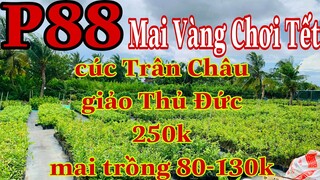 Mai vàng chơi tết p88 | 0909502080 C.Út | Cúc trân châu - Giảo phú tân 250k | mai trồng đất 80-130k