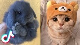 These May Be the Cutest Pets on TikTok 🥰