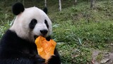 A lovely panda eating pumpkin