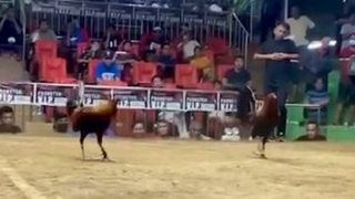 StanSid red in championship fight of 4-cock inaugural Bakal sa Bakal, Sta Monica, May 2024