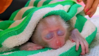 Napping Time!! Wow, Tiny Luca looks so handsome boy when taking a nap by Mom's comfort