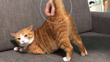[Hewan]Kucing Manja Berbokong Besar