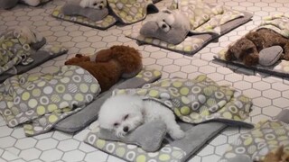 [Động vật]Chó con đáng yêu khi đang ngủ tại trung tâm giữ thú cưng