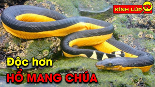 7 Động Vật Cực Độc Khiến Hổ Mang Chúa Cũng Phải Né Tránh Khi Vô Tình Chạm Trán | Kính Lúp TV