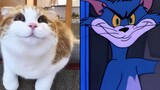 [Phần 4]Mèo và Chuột, đúng là không lừa mình!!!