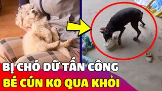 Kinh hãi 'BÉ CÚN NHỎ' bị chú chó nhà hàng xóm 'TẤN CÔNG' khiến em không qua khỏi 😰 Gâu Đần