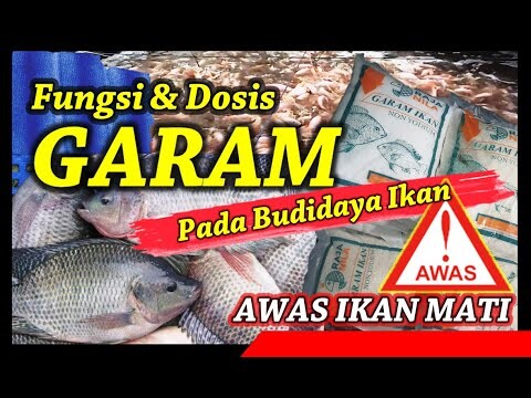 Apa Manfaat Garam Pada Budidaya Ikan? Kapan Waktu Akan Digunakan? Berapa Takaran Yang Aman?