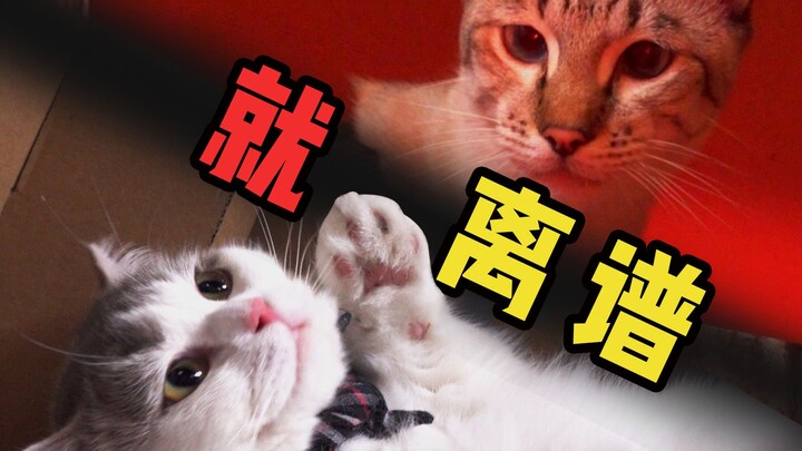 【夺宝奇喵3】猫 咪 闯 关，这 难 度 就 离 谱 ！