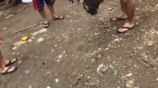 Pasensya na sa taga video ko boss natuwa lang wala kasing kondisyon😂 manok namin hindi talaga 1 hit