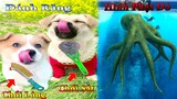 Thú Cưng TV | Dương KC Pets | Bông ham ăn Chíp Cute #44 | chó vui nhộn | funny cute smart dog pets