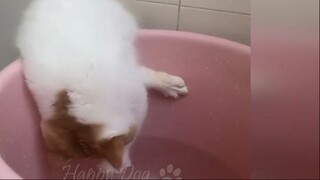 Funny animals - Funny cats dogs - Funny animal videos 278