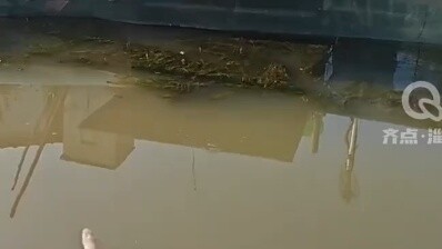 Nghe tiếng chủ gọi, hai con mèo đồng loạt nhảy dựng lên