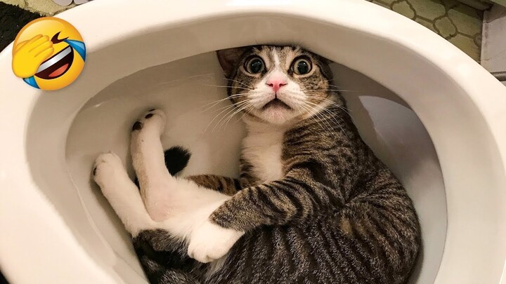 Funniest Cat Videos That Will Make You Laugh #22- Funny Cats and Dogs Videos - Bstation Funniest Cat Videos That Will Make You Laugh #22- Funny Cats and Dogs Videos - Bstation
