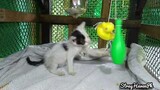The Curious  Boss Wu + Tiny Kitten Playing
