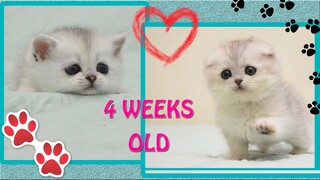 😘😘😘Playing kittens | CUTE baby cats | Silver kitties