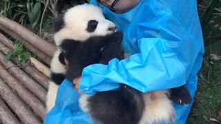 Bangun, Panda yang Suka Tidur