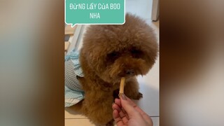 Thật ra ko phải Boo chán chê mà là Boo để dành đó tí ăn thôi - mẹ đừng hòng lấy nha fyp changshugo boo cutedog cute thucung fun onhavanvui