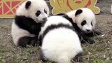 Lari setelah diletakkan, 3 bayi panda kebingungan dikelilingi orang.