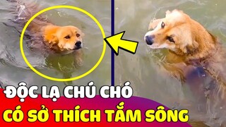 Chú chó miền tây có sở thích 'TẮM SÔNG' khiến ai cũng TRẦM TRỒ 😎 Gâu Đần