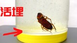 把蟑螂用非牛顿流体活埋,结果会如何?