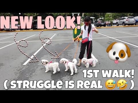 My dogs' 1st grooming, 1st time walk in the park! vlog