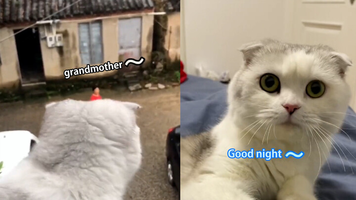 Kucing di Ningbo pandai memanggil nenek dan mengucapkan selamat malam?