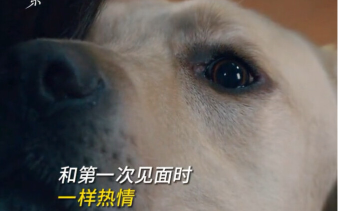 小狗的爱永远真诚炙热，能融化一切恐惧！