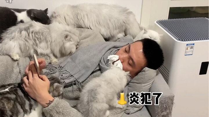 难道猫薄荷只是男的管用？（掉毛季某些人好惨 啊哈哈哈哈）