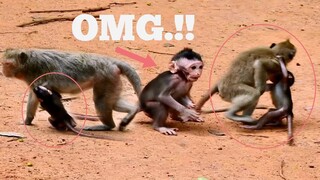 OMG.!! Baby Monkey Hard Catching Cause Mom Leave Baby Alone, Baby Monkey Scare Try Catch Her Mom
