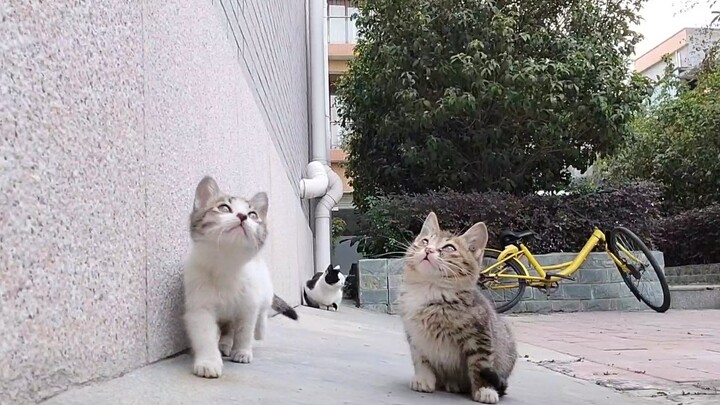 Các Bé Mèo Lang Thang Đáng Yêu