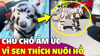 Chú chó 'ẤM ỨC' vì con Sen thích' NUÔI HỔ' mà biến mình thành 'ANH LONG' 😅 | Gâu Đần