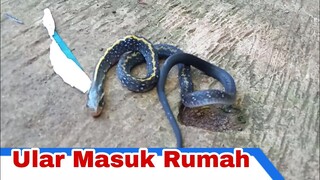 Ular Masuk Rumah