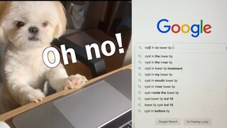My Shih Tzu Dog Learns How To Google About His Condition-  What is It?