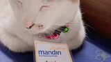Enok Kucing Mandiri Siap Menagih Nasabah Bandel