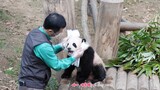 【Panda】Giant panda Fubao, after she was washed, the breeder dried her