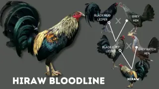 HIRAW THE MOST BETTED GAMEFOWL BLOODLINE AND BREED