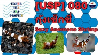 [USP] 080 Sexy Anemone Shrimp กุ้งเซ็กซี่