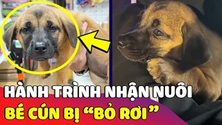 Câu chuyện hạnh phúc về chú chó 'BỊ BỎ RƠI' được cô gái nhận nuôi 🥰 | Gâu Đần