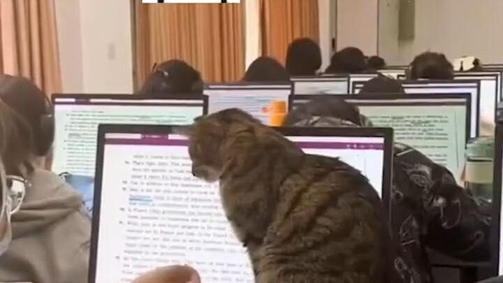 College cats are also playing with a very new kind of trust